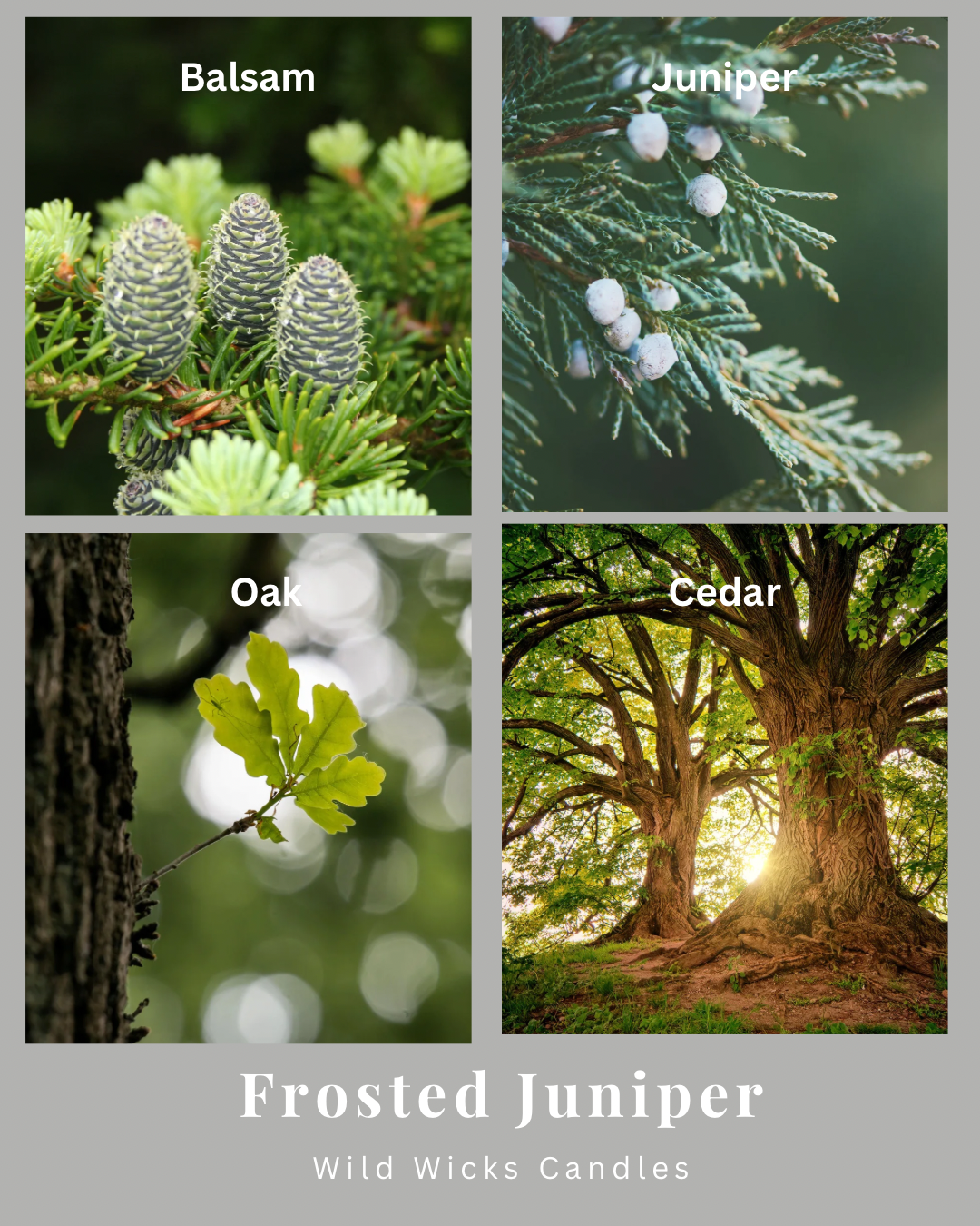 Frosted Juniper 8 oz. Candle